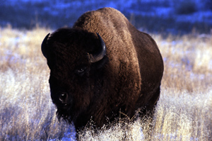 bison-1138.jpg