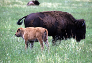 bison_calf-188.jpg